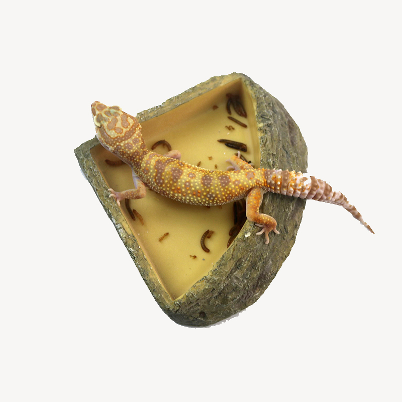 Eco-Friendly Aquatic Accessory for Tropical Rainforest Pets Clear Vessel Drinkery