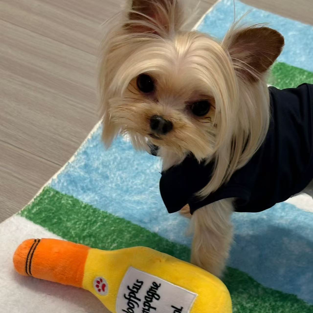 T00385 Comfort-Fit Thin Tee Shirts for Canine Companions: Suitable Sizes for Toy Breed Dogs
