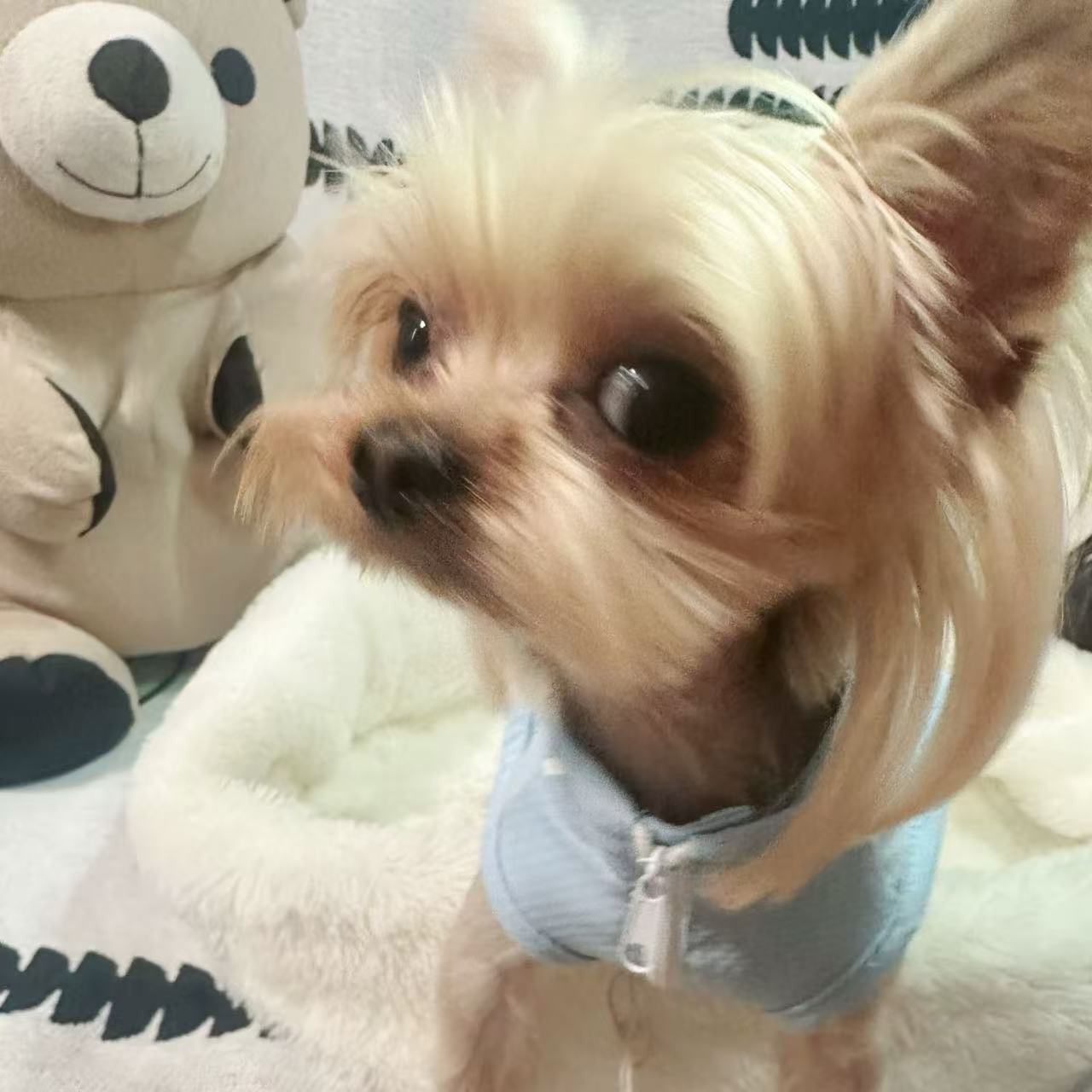 T00388 Summer contrast color puppy clothes outdoor sun protection clothes cat cool clothes cooling kittens and puppies clothes can be pulled