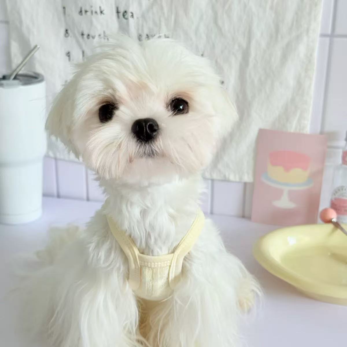 T00390 Spring and summer thin pet dog clothes dopamine suspender vest cool teddy bear panda pet clothes
