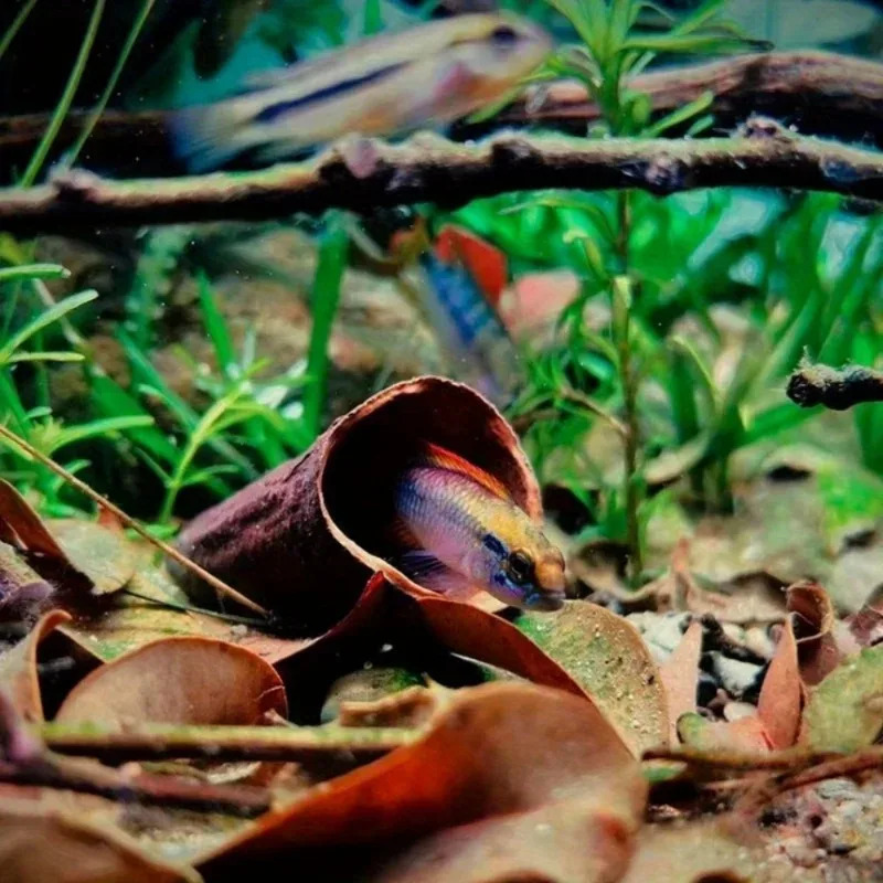 3Pcs/Pack Aquarium Decor Cichlid Cave Decoration Fish Tank Breeding Housing Shelter Ornament for Fish Shrimp 250604