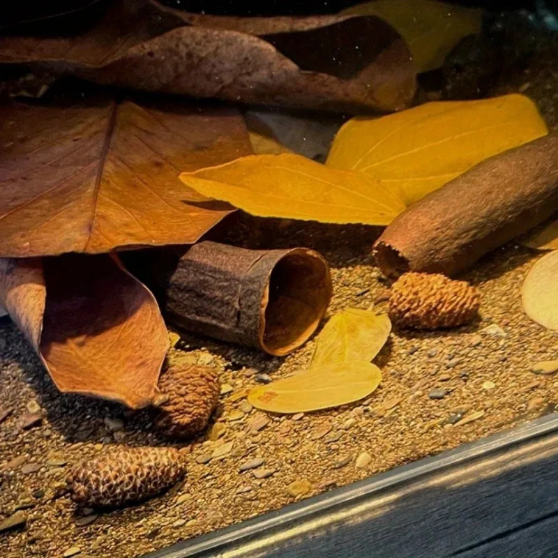 3Pcs/Pack Aquarium Decor Cichlid Cave Decoration Fish Tank Breeding Housing Shelter Ornament for Fish Shrimp 250604