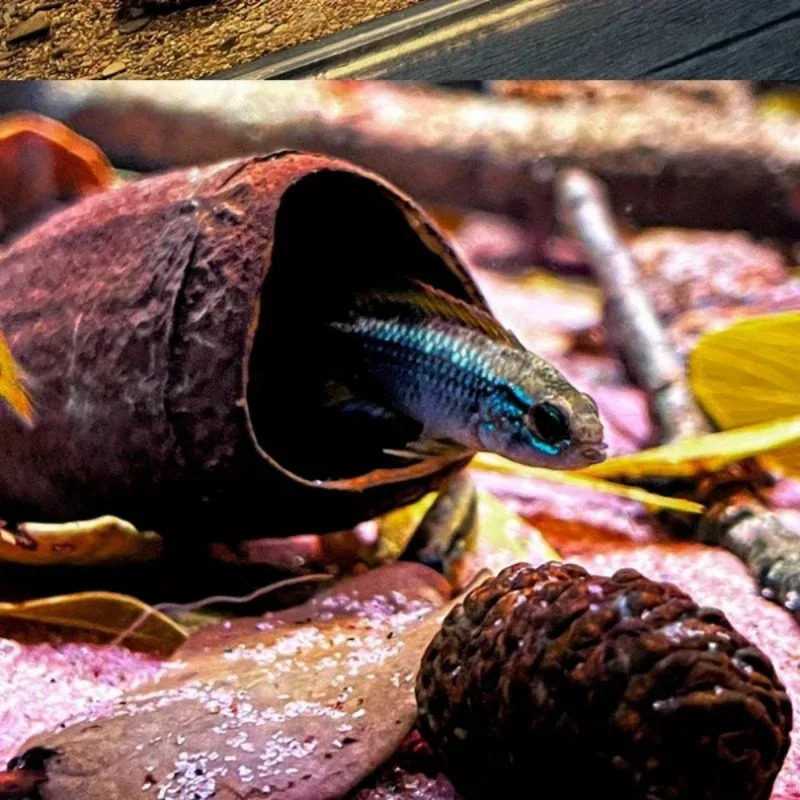 3Pcs/Pack Aquarium Decor Cichlid Cave Decoration Fish Tank Breeding Housing Shelter Ornament for Fish Shrimp 250604