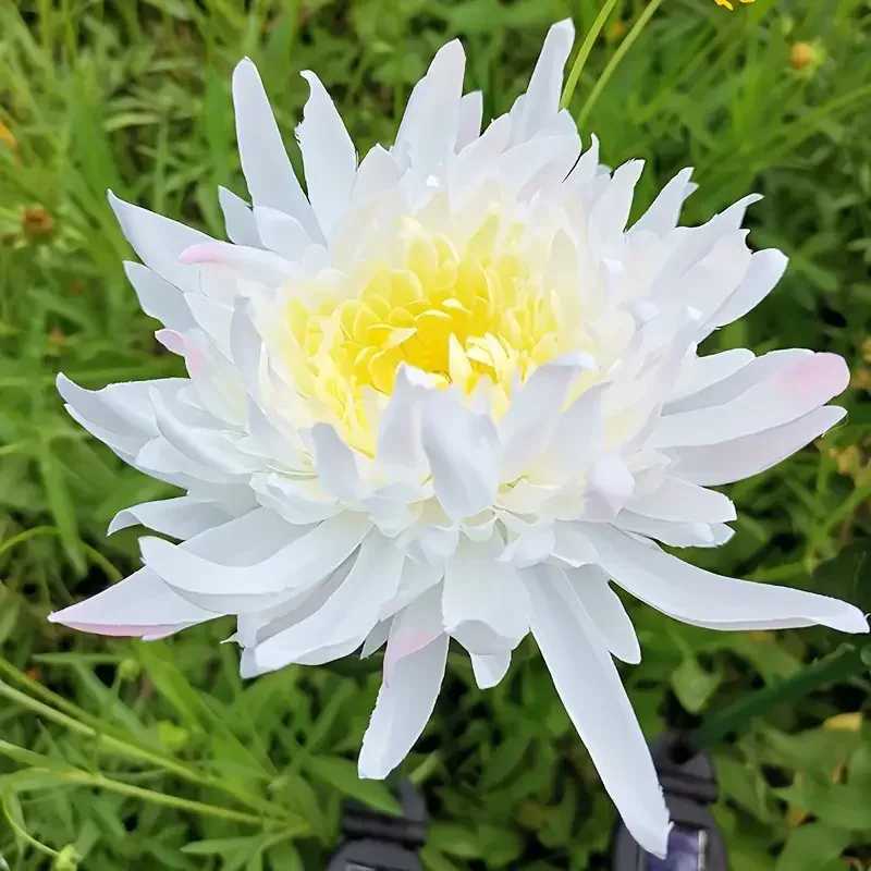 Solar Garden Lamp Solar Flowers Lights Solar Powered Chrysanthemum LED Lawn Light Outdoor Garden Decor Perfect for Yard FenceXJ250606