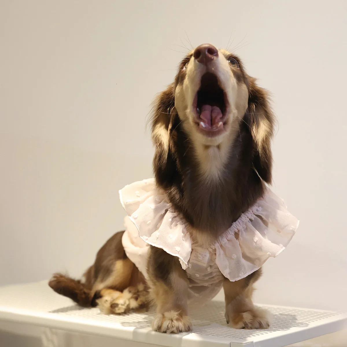 Dog Dresses for Small Dogs Cats Puppy Clothes Summer Princess Pet Girl Female Doggies Lace Skirt Apparel Dachshund 250609