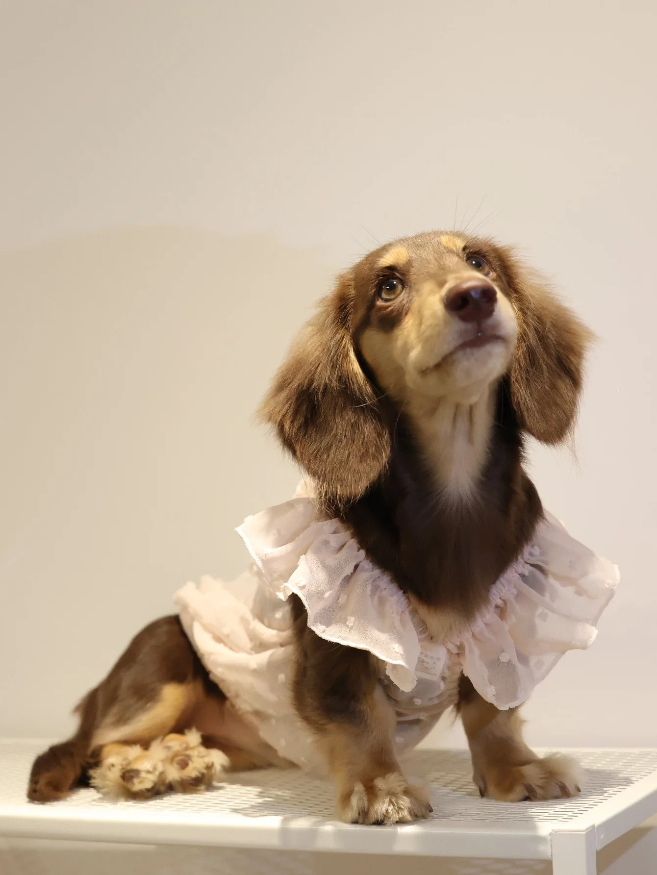 Dog Dresses for Small Dogs Cats Puppy Clothes Summer Princess Pet Girl Female Doggies Lace Skirt Apparel Dachshund 250609