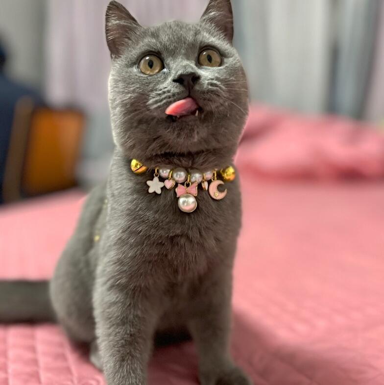 Dog Pearl Collars Princess Small Bell Necklace Pet Fashion Charm Necklace Dog Cute Collar Puppy Accessories Cat Jewelry Neck Strap for Dog Cat M B132