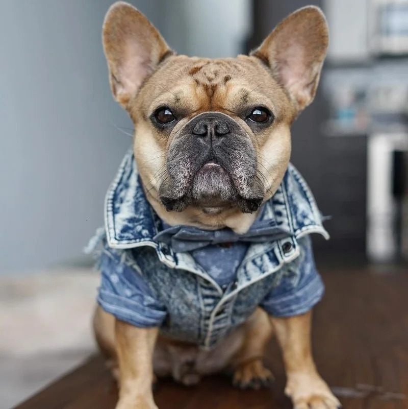 Pet Dog Jeans Jacket Denim Coats Holes Cats Puppy Vest French Bulldog Small Clothes SpringAutumn Apparel Fashion 250609