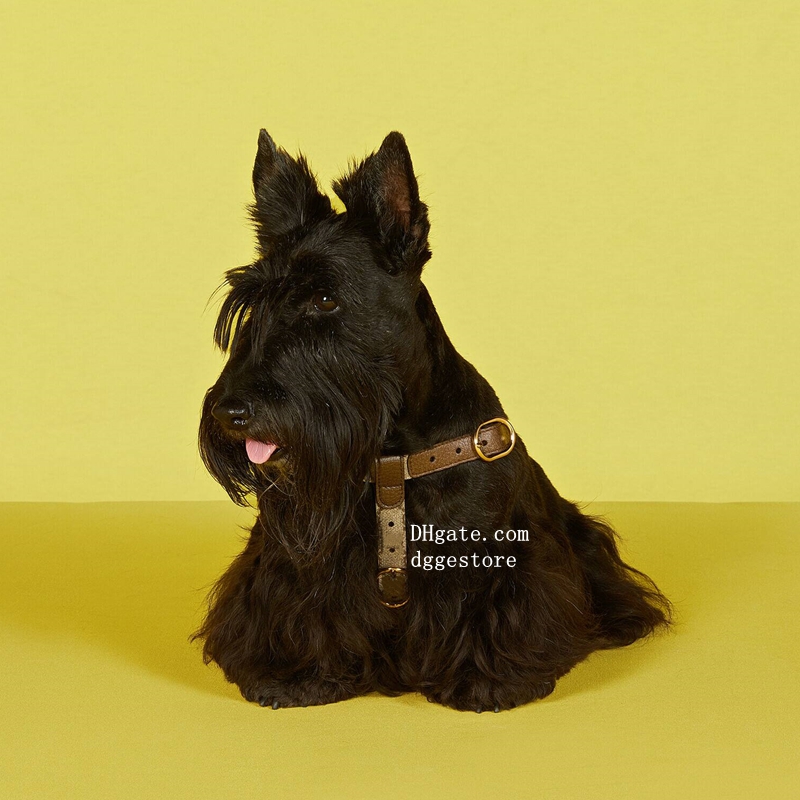 free shipping Collar and Leash Step in Dog Harness, Easy Fit Adjustable Pet Comfortable, Lightweight Leather Harness for Walking or Training Small Dog