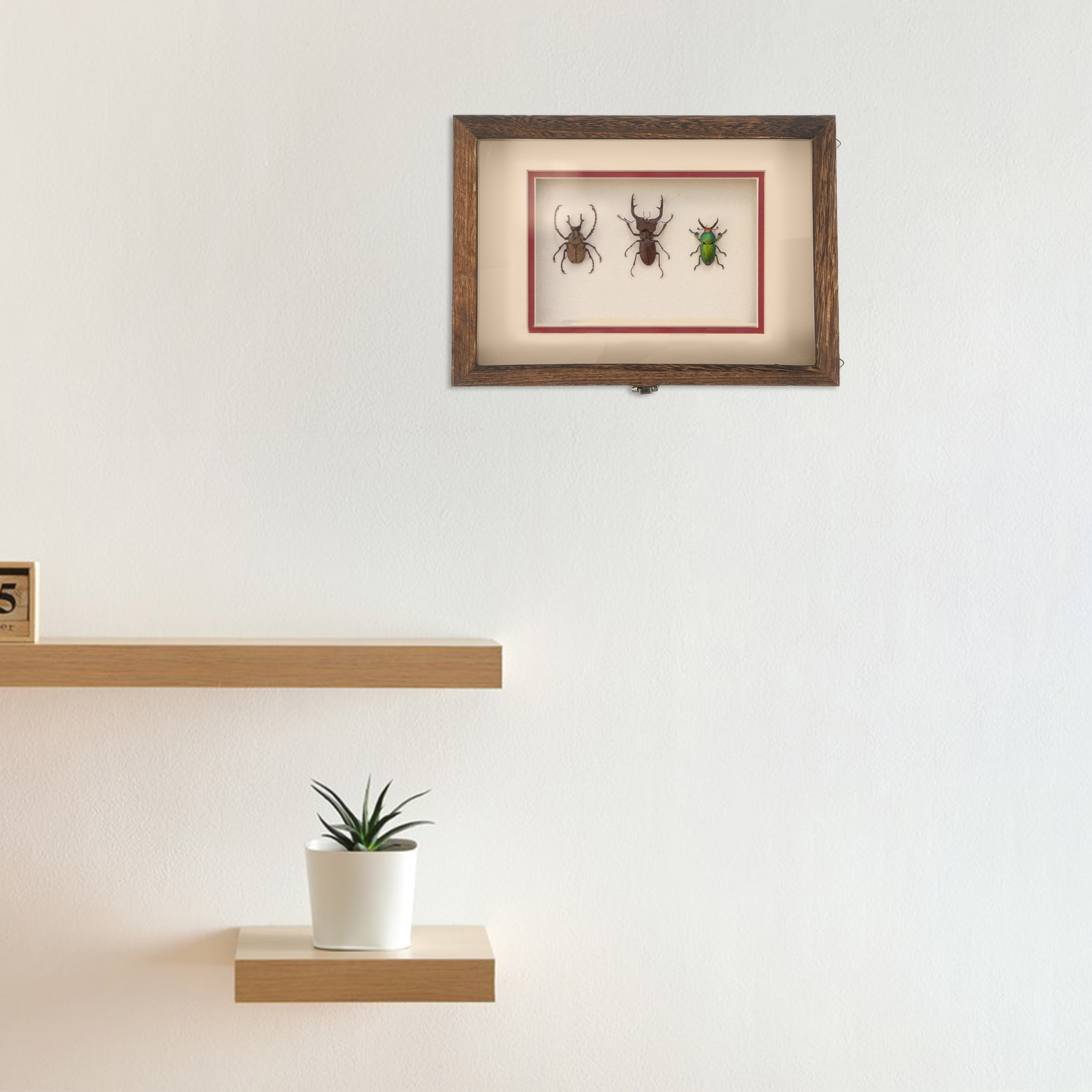 Butterfly Specimen Display Box Butterflies Case Dried Flowers Insect Holder Photo Frame H260306