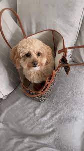 Designer Dog Carrier Bag Portable Leather Letter Small Dog Cat Carrier Collar Outdoor Versatile Pet Carrier Tote Handbag Subway Shopping Hiking Traveling