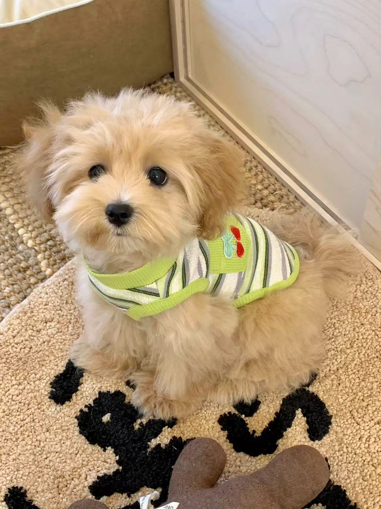 T00420 Original striped dog clothes summer thin bichon teddy small dog pet vest sling