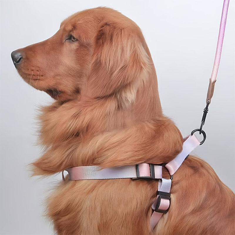 Trendy Styling Leash & Safety Vest Combo for Dogs Premium Quality