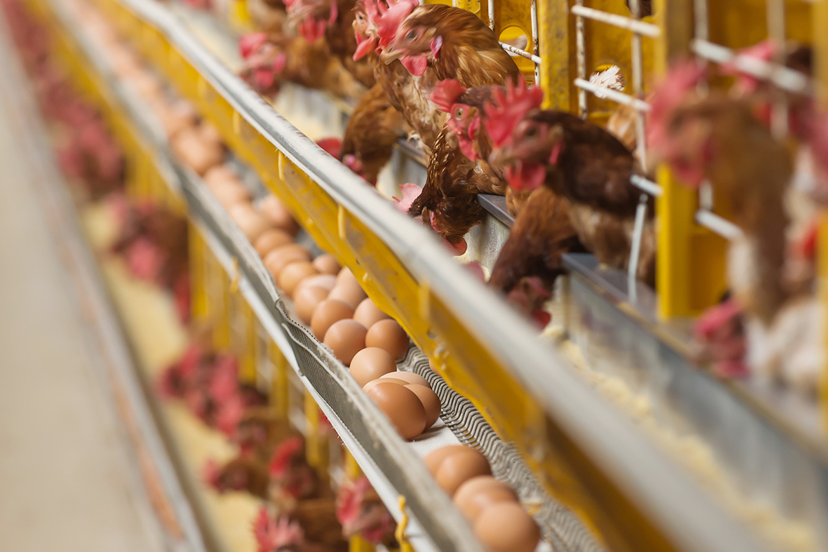 Seven Lucky Eggs Herbal Egg Booster & Higher Laying Rate & Longer Peak & Better Egg Quality
