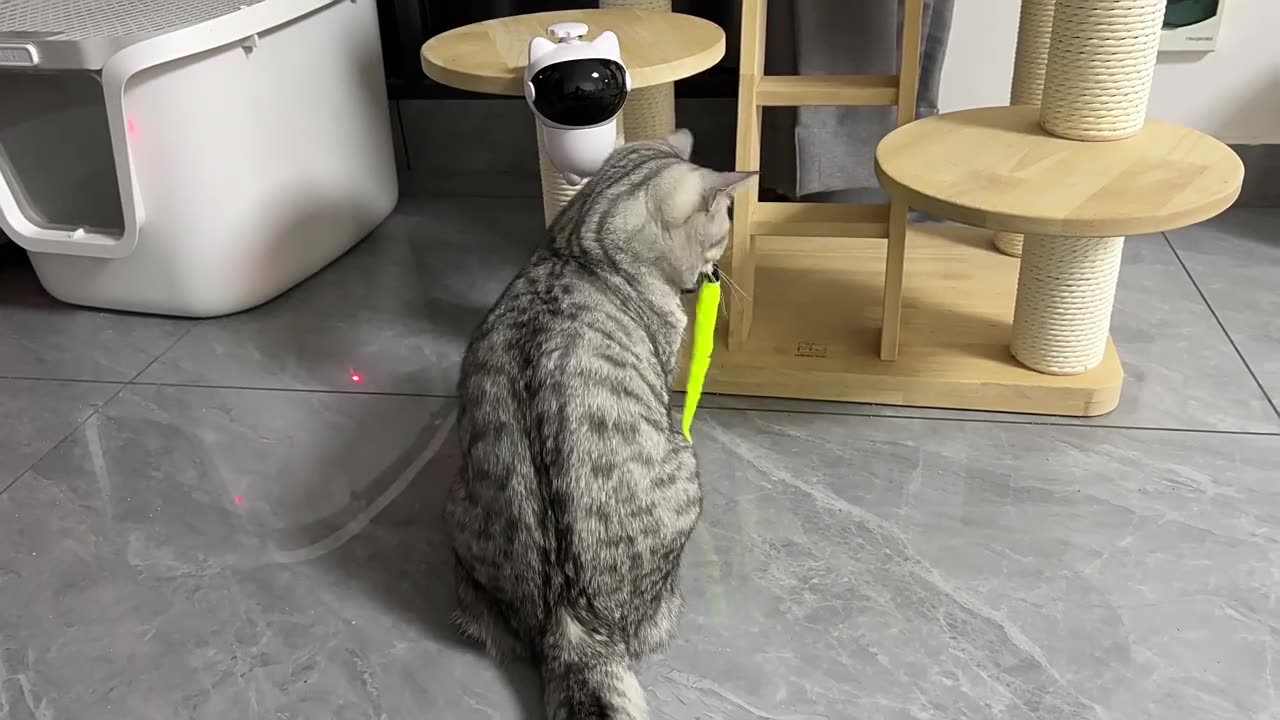 Automatic Laser Cat Teaser: Smart Self-Entertainment Toy for Boredom Relief