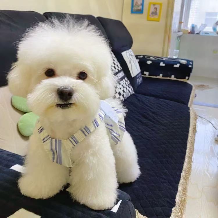 T00425Pet doll collar polo shirt autumn style Yorkshire terrier Maltese dog cat pet clothes
