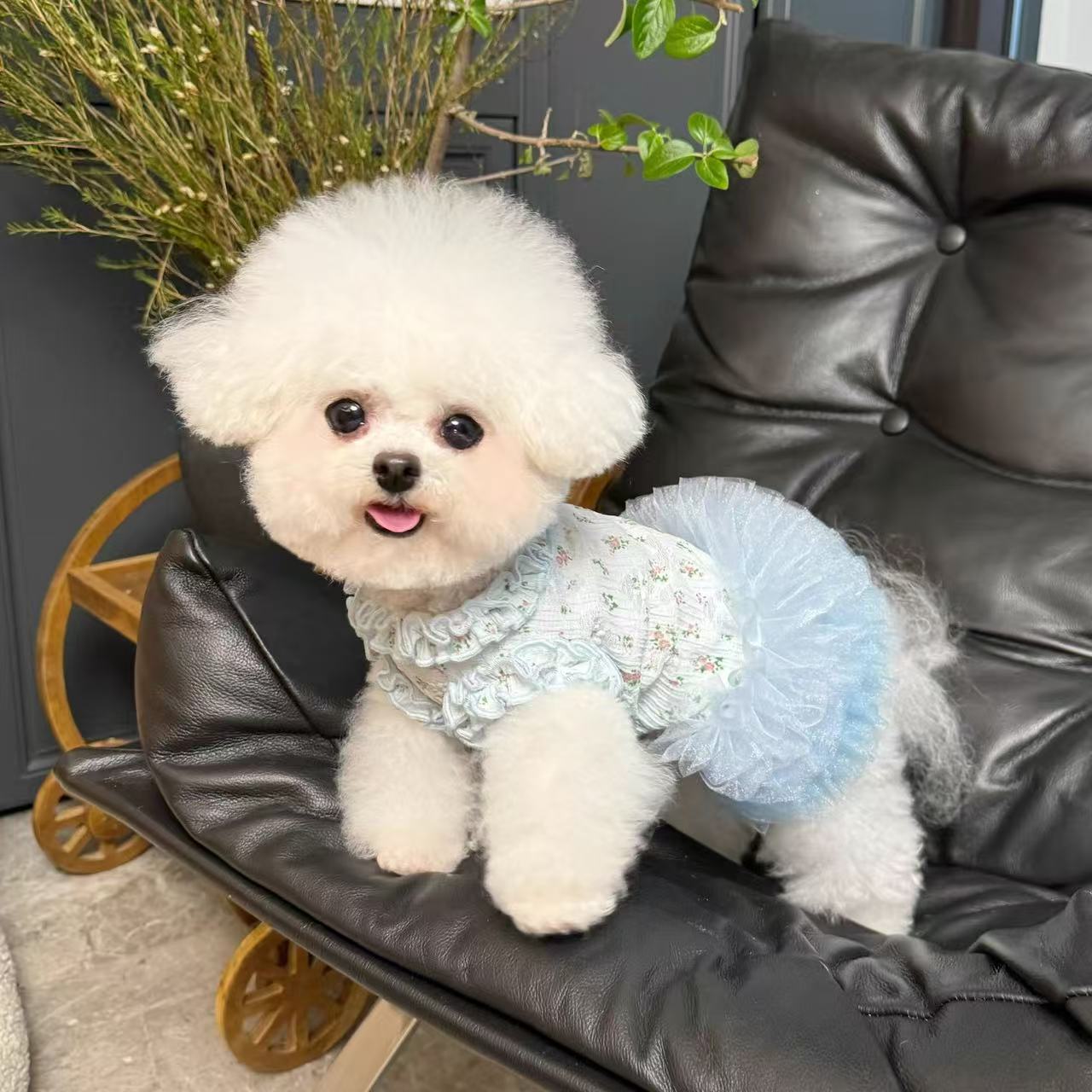 T443Pet-Friendly Fleece Jackets | Stylish Comfortable Outfits Made from Fluffy Material for Canine Companions