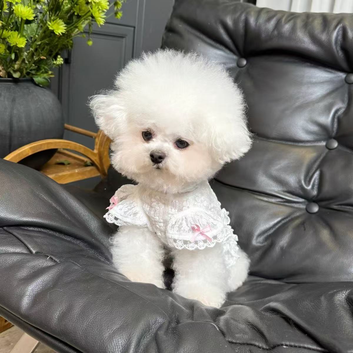 T441Dog clothes summer small dog Teddy Bichon Pomeranian floral thin wedding dress tutu sunscreen ballet skirt