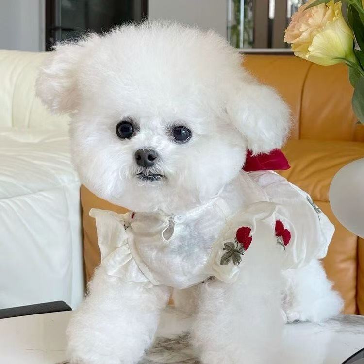 T447Dog autumn and winter new bow puff sleeve jacket thick sweater pet Bichon Teddy
