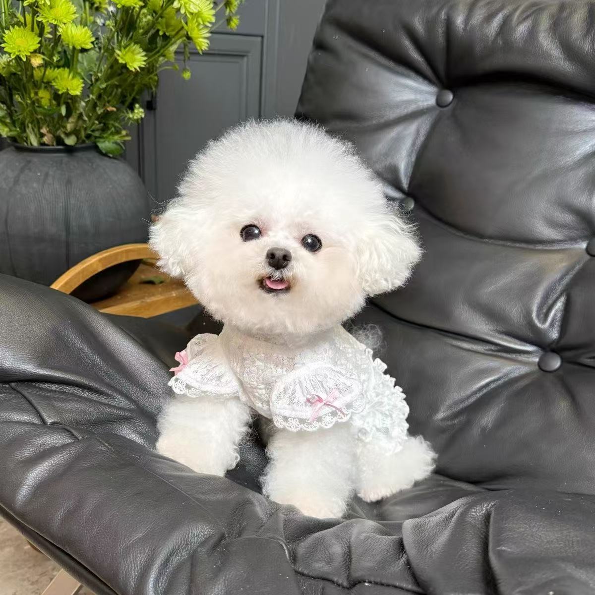 T441Dog clothes summer small dog Teddy Bichon Pomeranian floral thin wedding dress tutu sunscreen ballet skirt