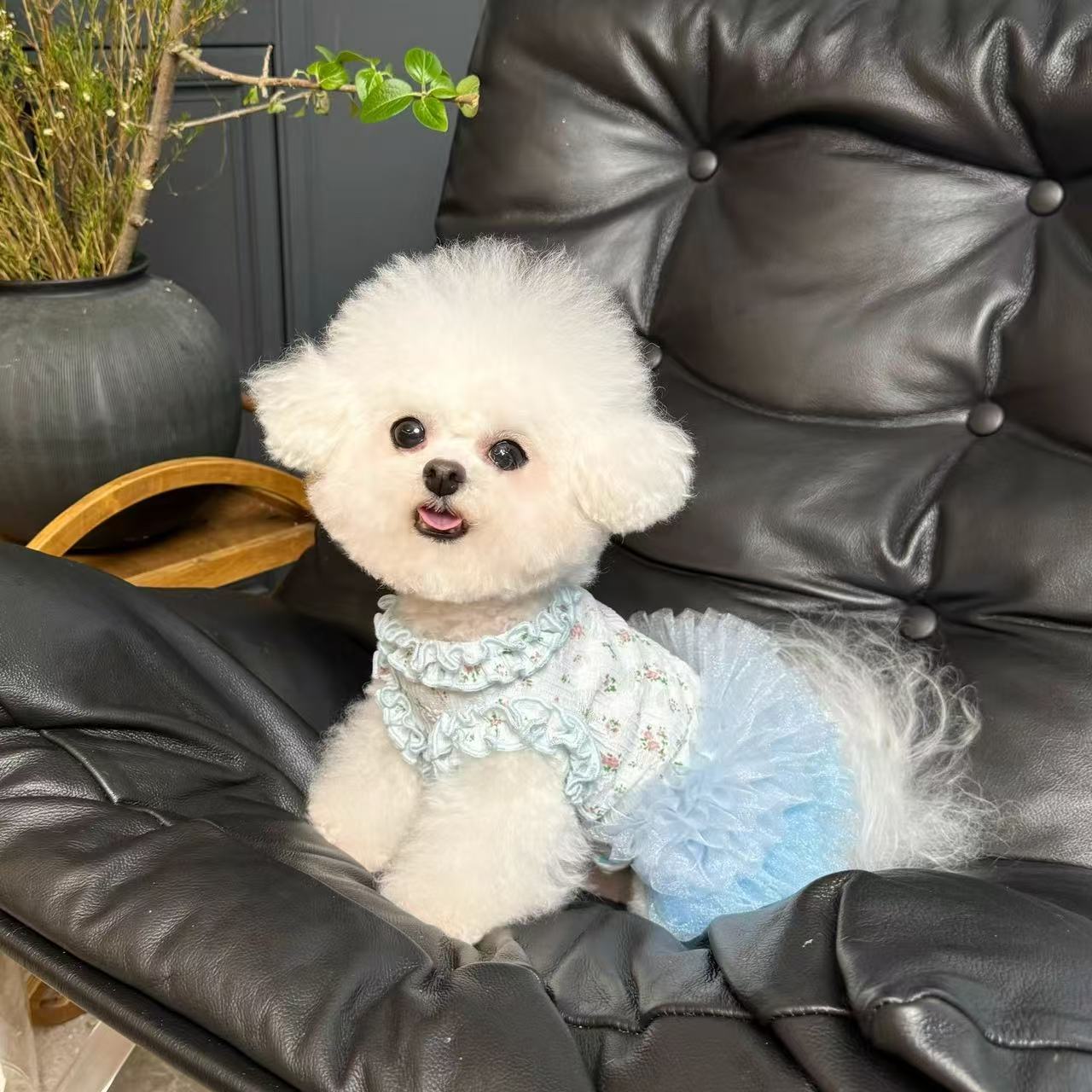 T443Pet-Friendly Fleece Jackets | Stylish Comfortable Outfits Made from Fluffy Material for Canine Companions