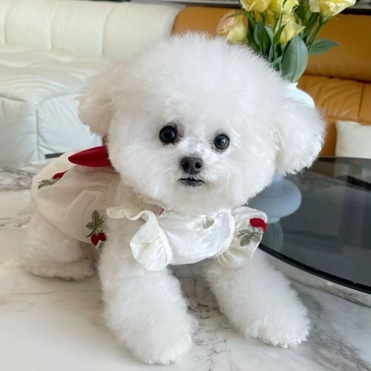 T447Dog autumn and winter new bow puff sleeve jacket thick sweater pet Bichon Teddy