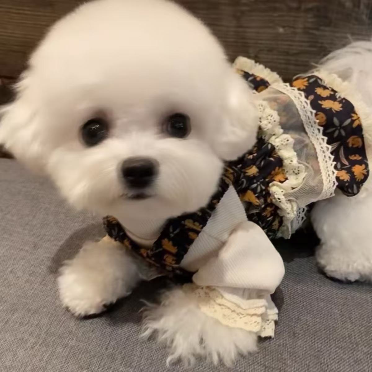 T467Mesh pet cat dog Teddy Bichon Pomeranian Yorkshire small dog dog summer clothes