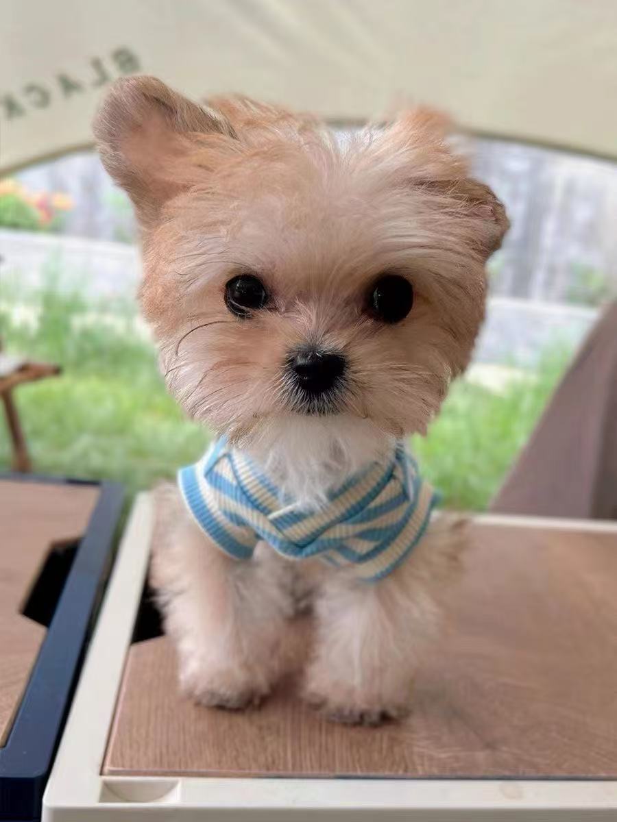 T459New autumn V-neck printed small fresh vest for dogs and cats Yorkshire Maltese spring and autumn pet clothes
