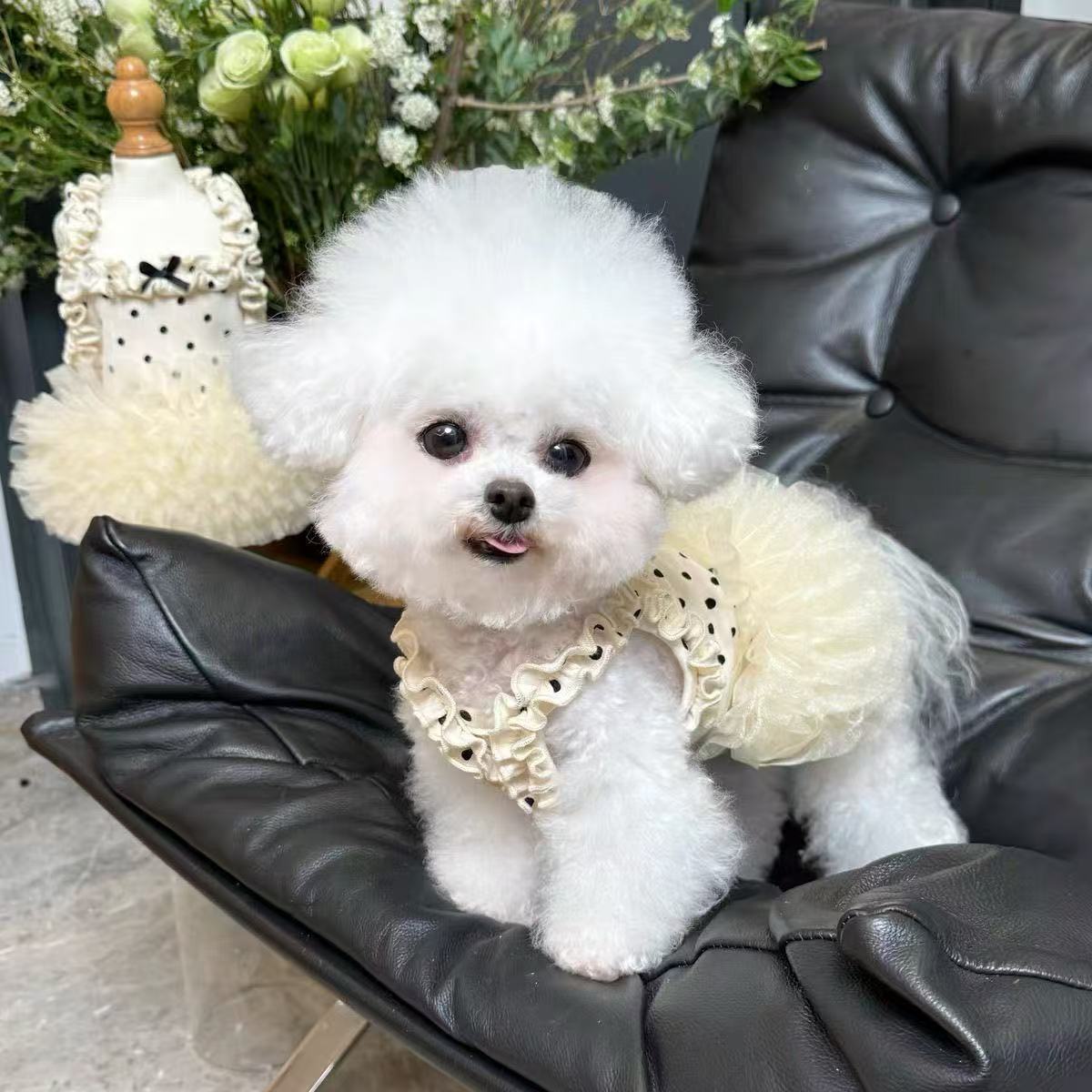 T464Pet clothes breathable summer tutu skirt new dog sling cat mesh thin lace cute princess skirt