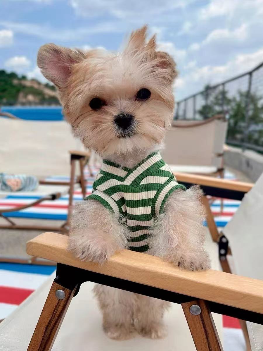T460Dog autumn new V-neck printed small fresh vest Yorkshire Maltese spring and autumn pet clothes