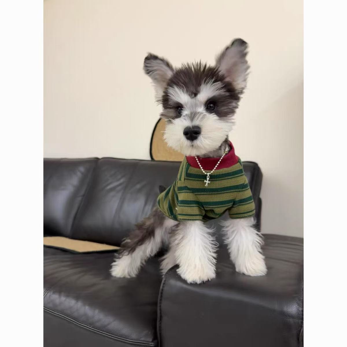 T461Dog clothes spring and autumn thin Teddy Maltese striped round neck T-shirt basic cat anti-hair loss small