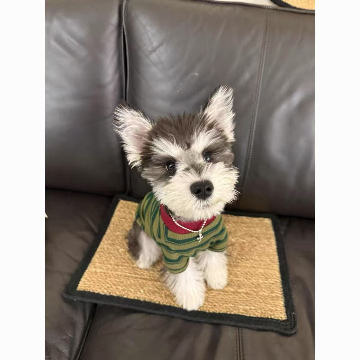 T461Dog clothes spring and autumn thin Teddy Maltese striped round neck T-shirt basic cat anti-hair loss small