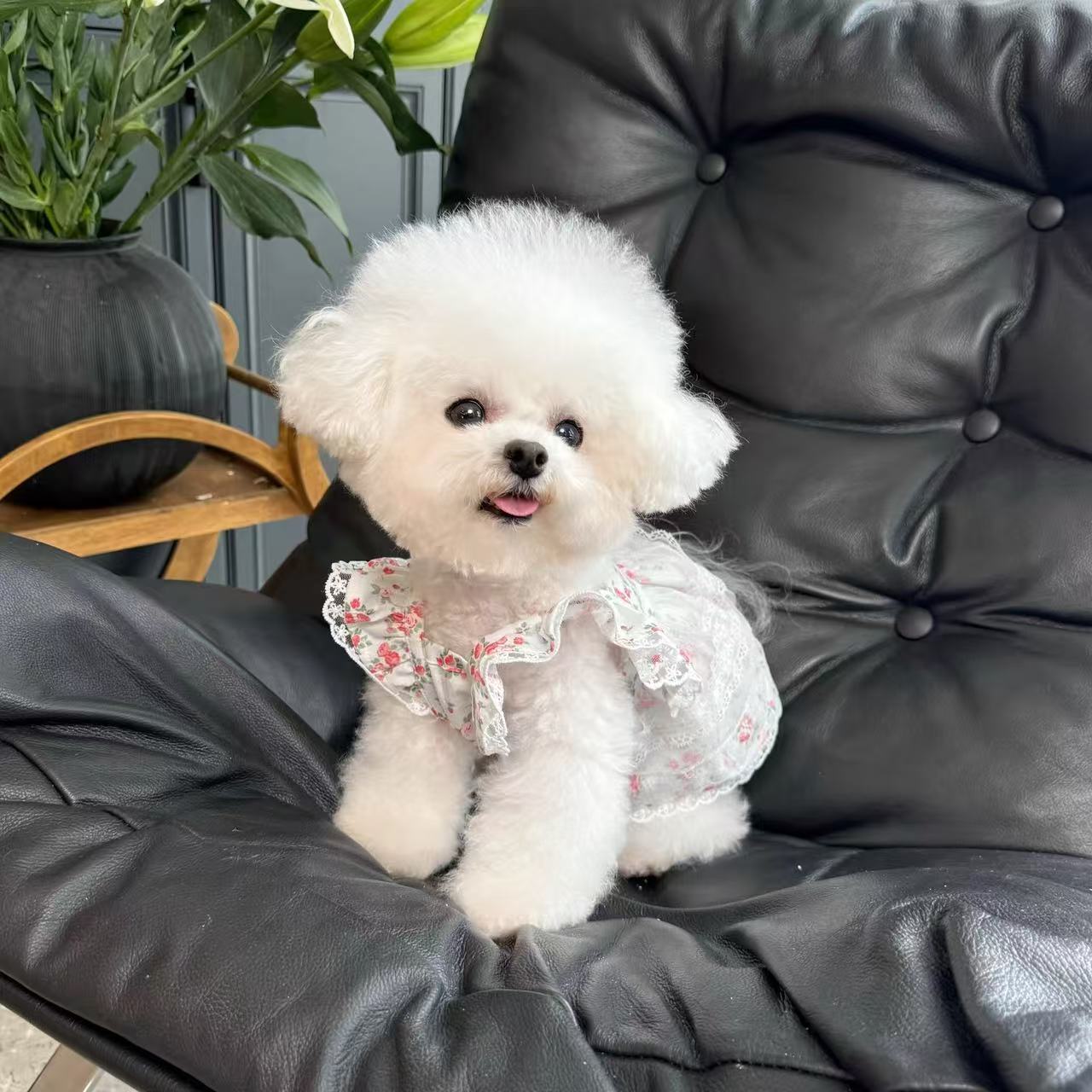 T473Dog clothes summer thin cute princess style flying sleeves floral gauze pet dog cat summer skirt cute
