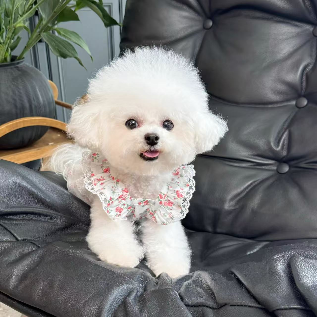 T473Dog clothes summer thin cute princess style flying sleeves floral gauze pet dog cat summer skirt cute