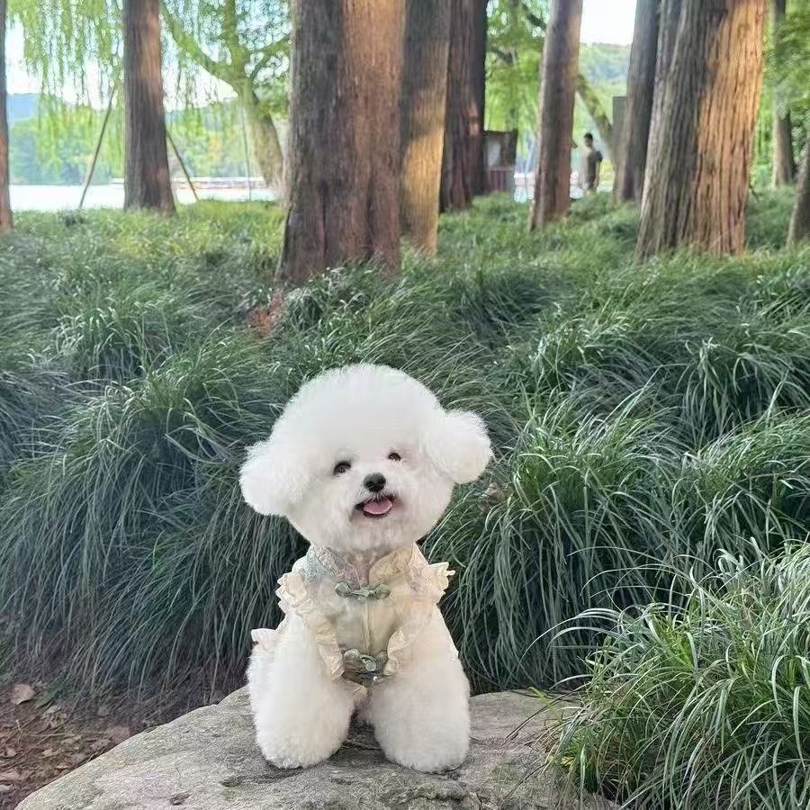 T466Pet dog spring and summer new Chinese cheongsam sleeveless buttoned satin national style skirt western style pony teddy