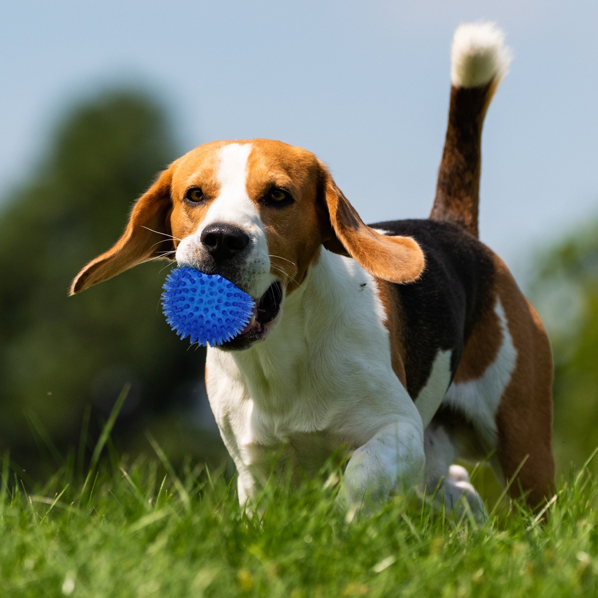 Dog Toy Durable Chewable TPR Pet Indestructible Toy Self-Entertainment Sound Dog Ball Supplies