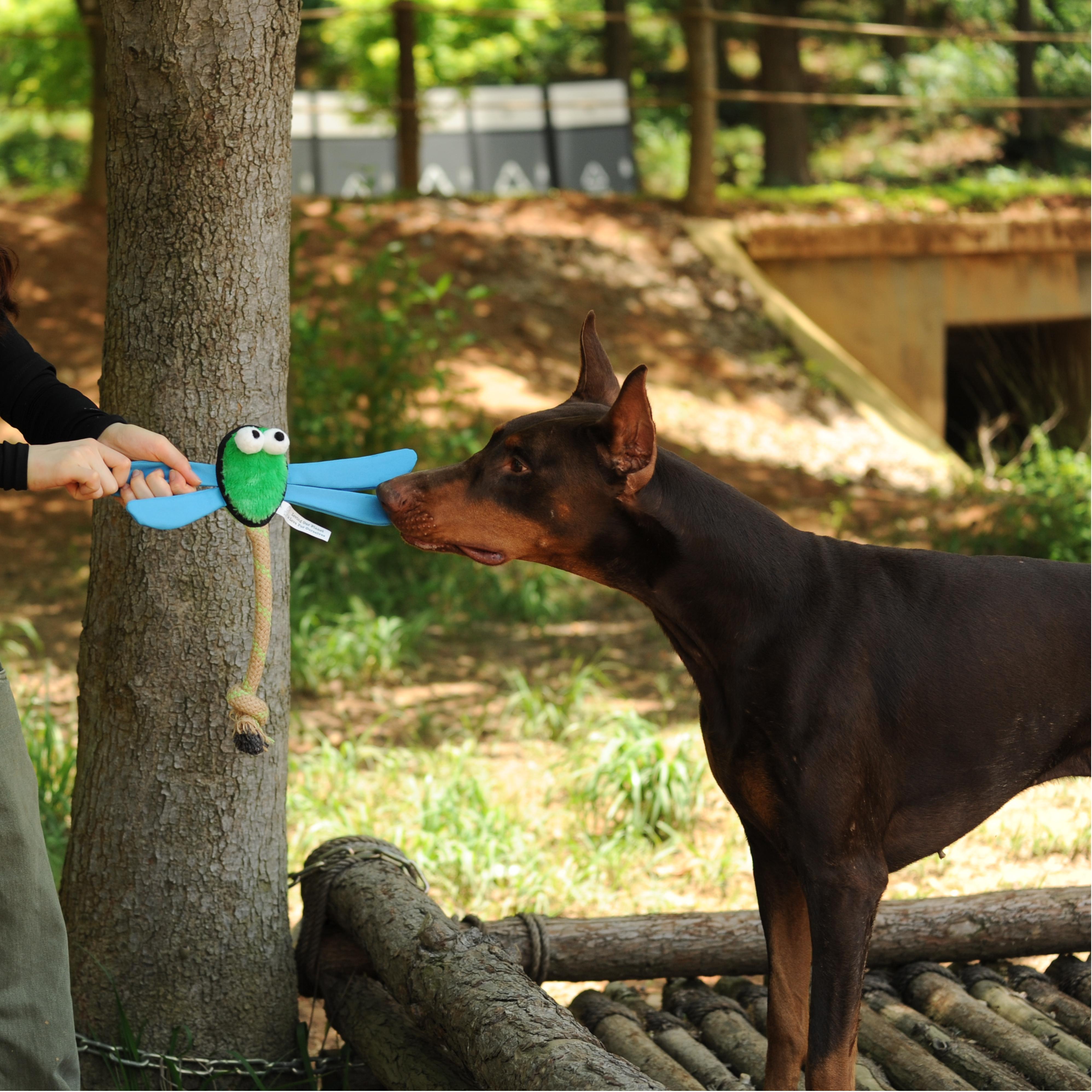 Dog Toy Dragoy,Insect Defense - Puppy Toys