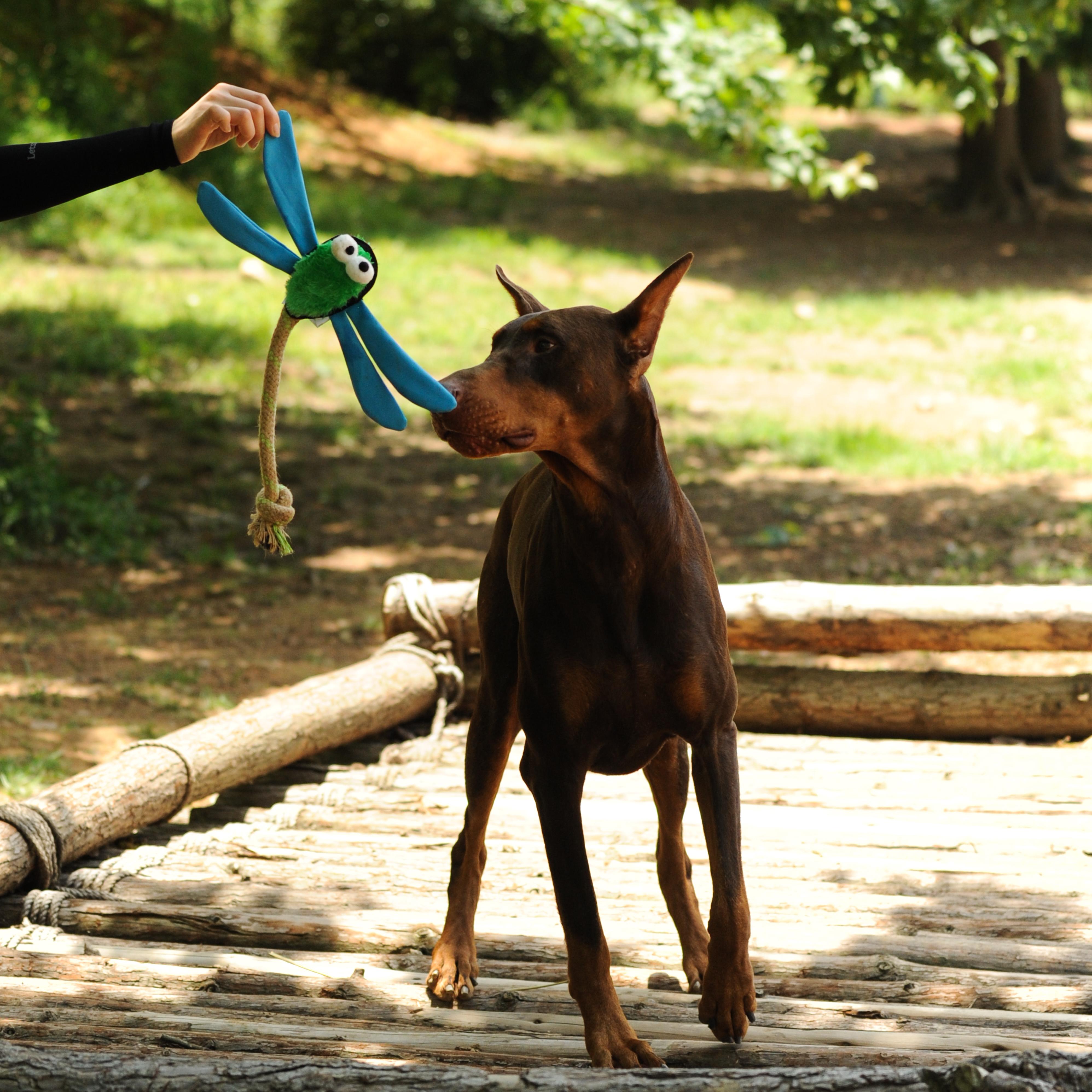 Dog Toy Dragoy,Insect Defense - Puppy Toys