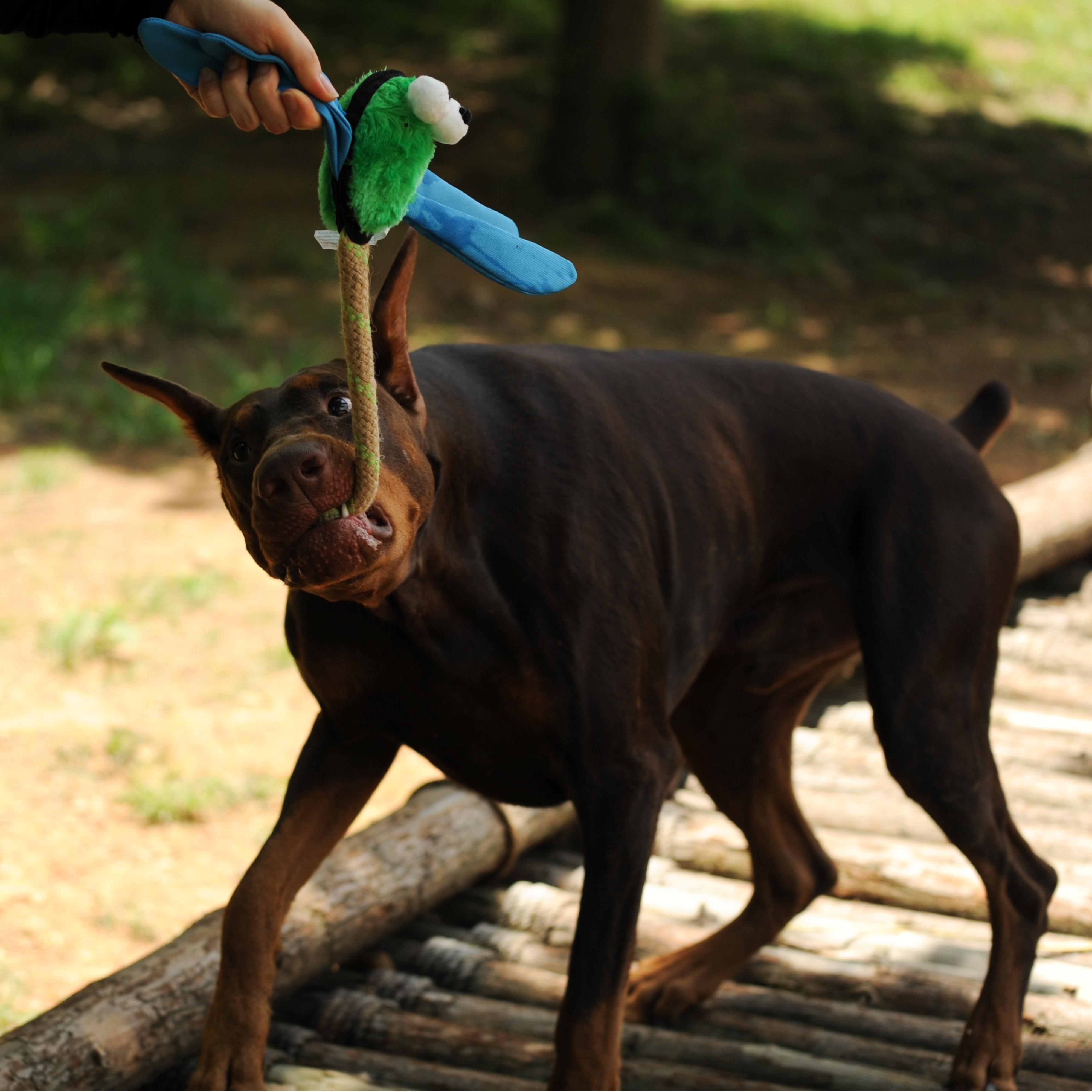 Dog Toy Dragoy,Insect Defense - Puppy Toys