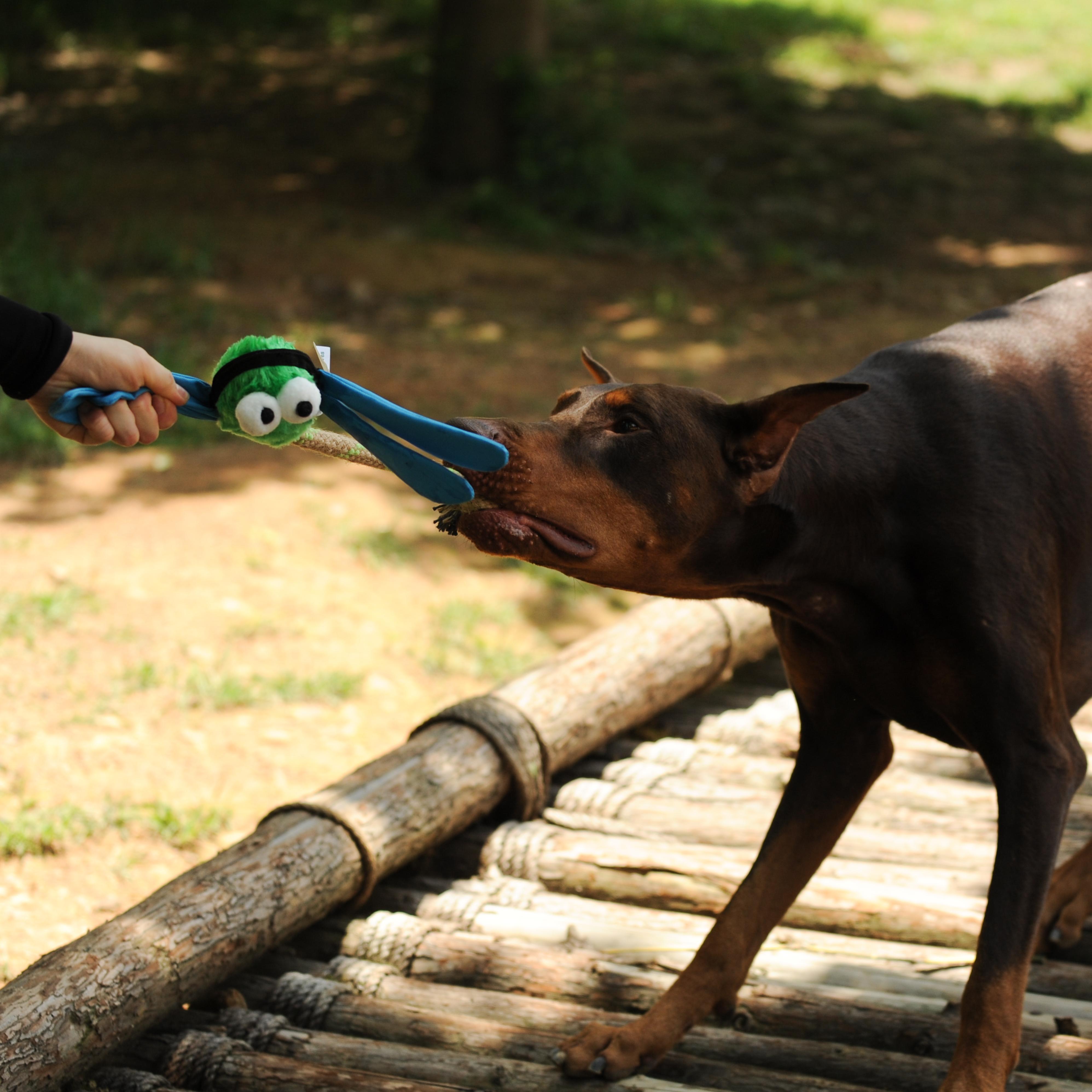 Dog Toy Dragoy,Insect Defense - Puppy Toys