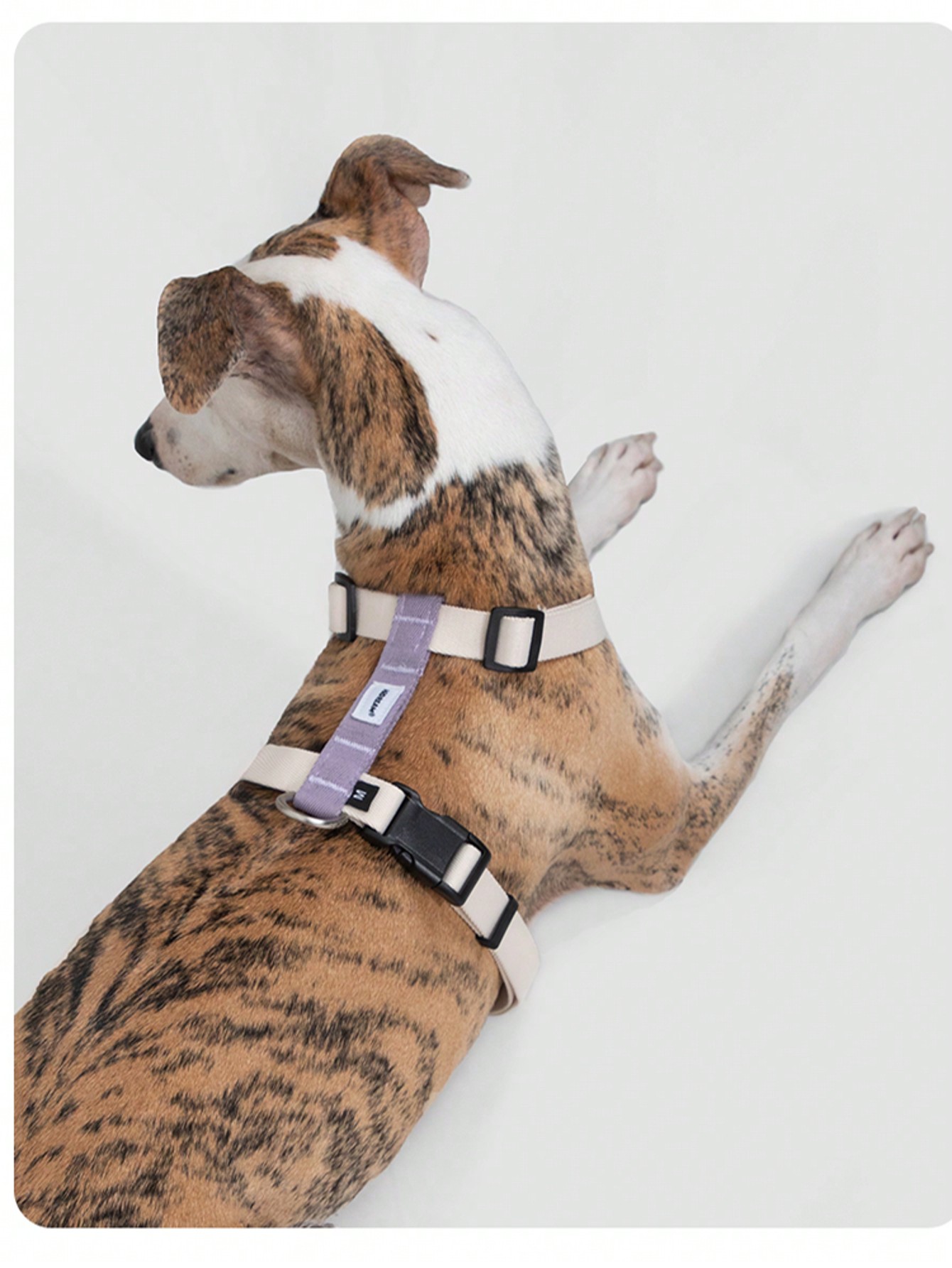 Random 1 Set Of 2 Colors X-Shape Anti-Pull Pet Harness And Leash For Small Dogs