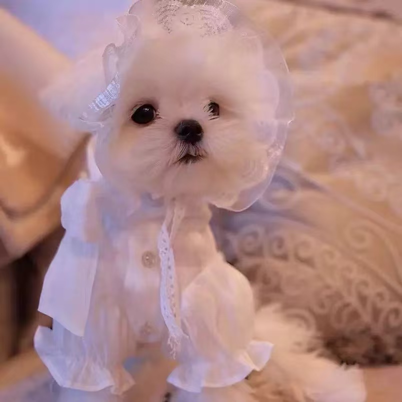 T532 Maltese special clothes for puppies Yorkshire shirt sun protection clothes summer summer thin small dog