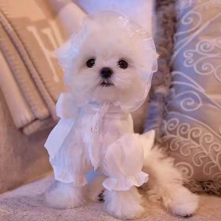 T532 Maltese special clothes for puppies Yorkshire shirt sun protection clothes summer summer thin small dog