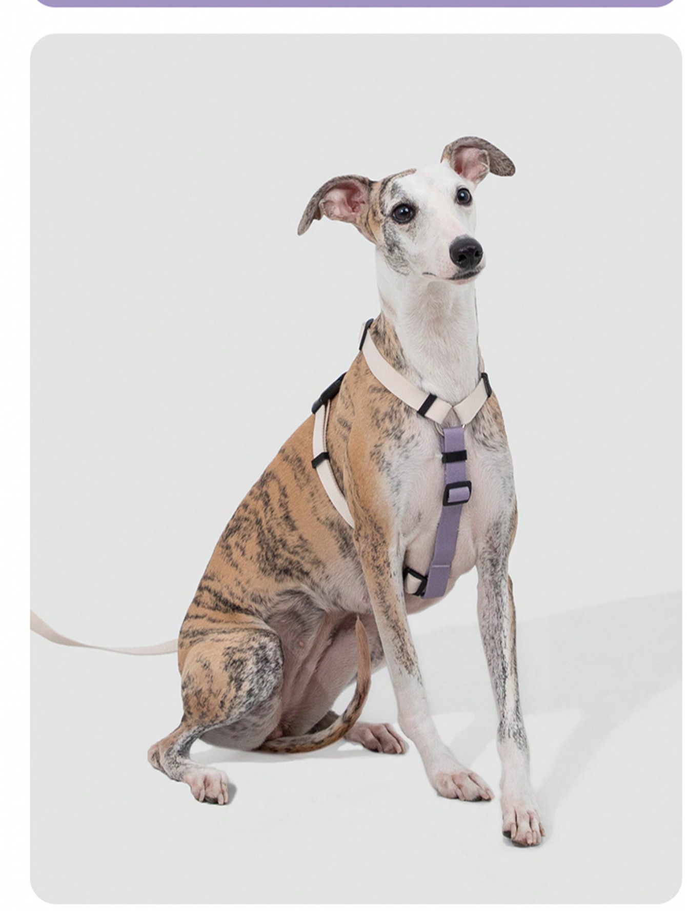 Random 1 Set Of 2 Colors X-Shape Anti-Pull Pet Harness And Leash For Small Dogs