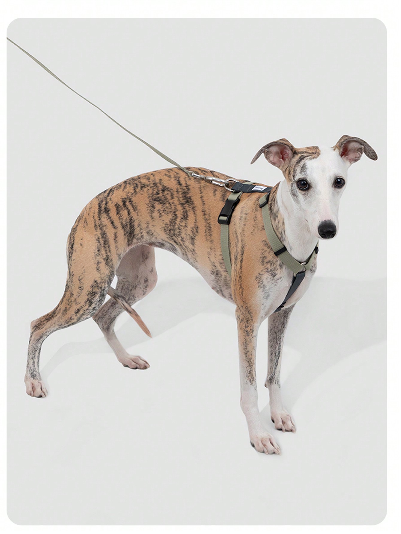 Random 1 Set Of 2 Colors X-Shape Anti-Pull Pet Harness And Leash For Small Dogs