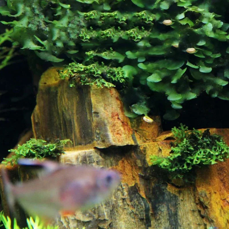 500g 1000g Natural Aquarium Decor Stone Rockery Landscaping Fish Tank Stone Decoration 250613