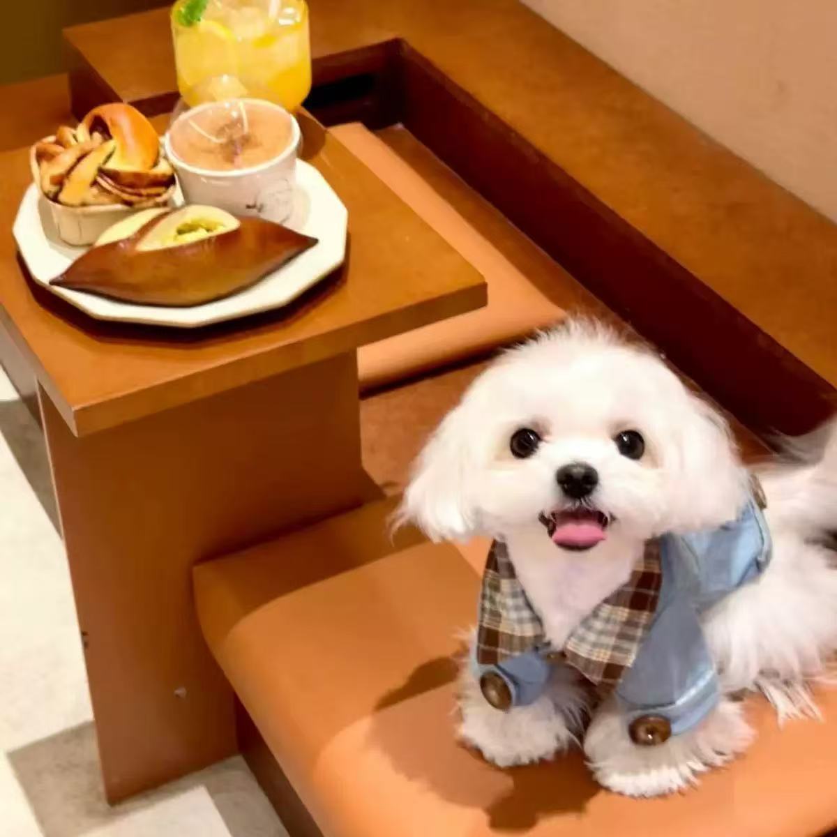 t518Dog and cat summer breathable cute kitten and puppy clothes Schnauzer Teddy Pomeranian pet clothes small dog
