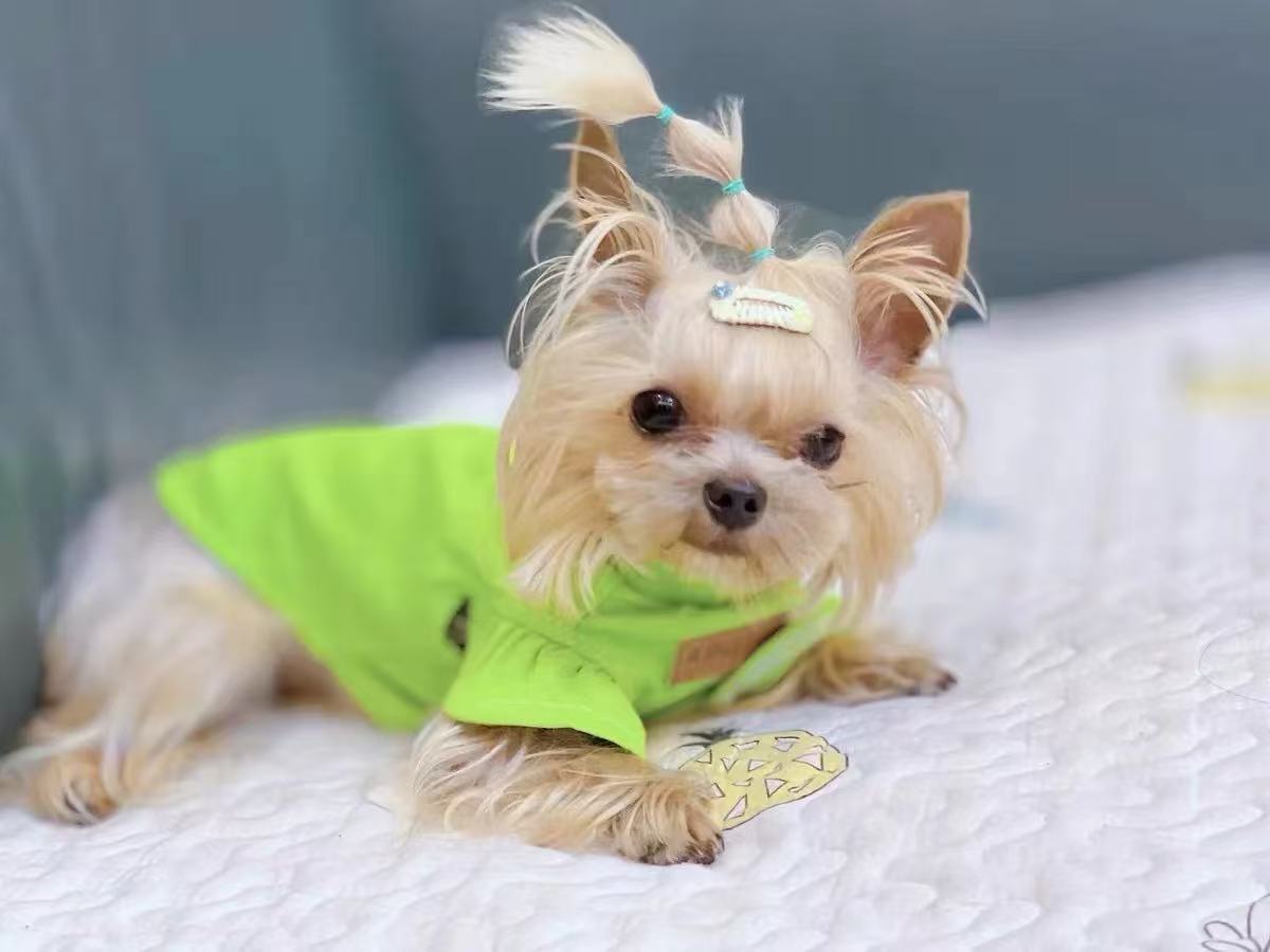 T522 Lace small flying sleeve vest Maltese Yorkshire dog cat clothes have texture
