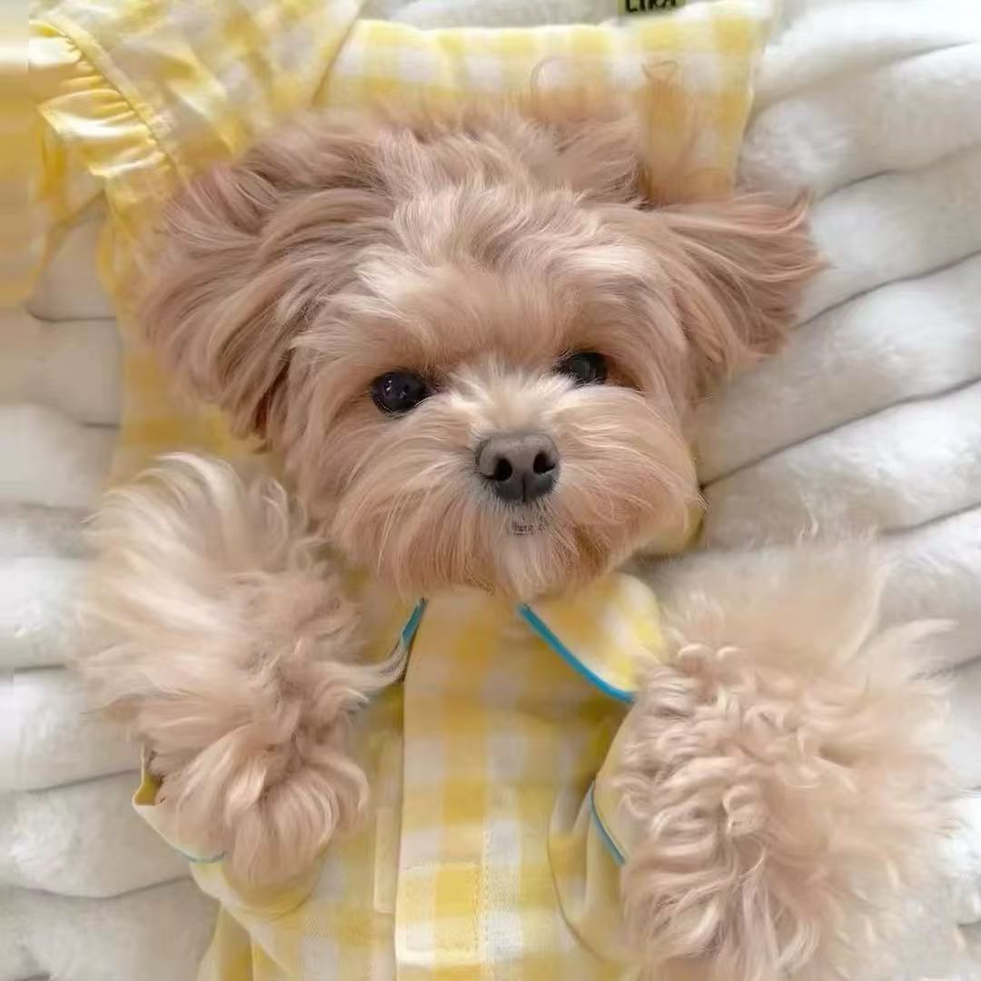 T538 Dog home clothes pajamas spring and autumn styles autumn clothes to prevent cold small dogs