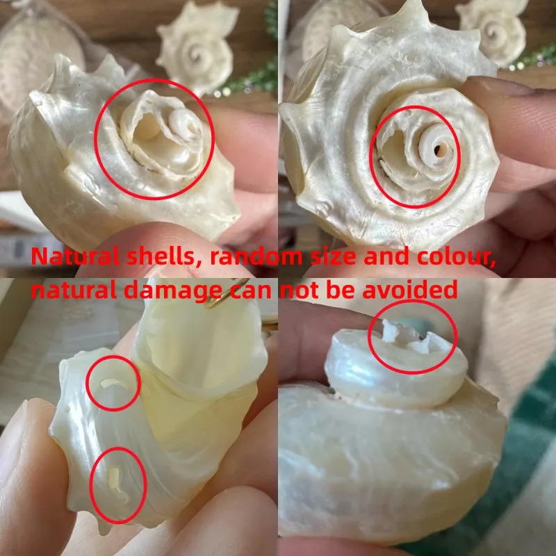 HangZhi White Asymmetrical Natural Conch Pendant Hoop Earring Stainless Steel Waterproof Summer Beach Exaggerated Jewelry 250617